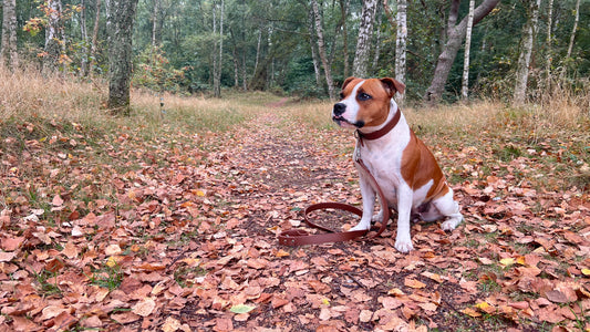 Hälsofördelarna med att äga en hund – mer än bara sällskap