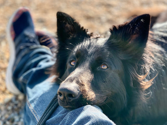 Så stärker vi banden mellan människa och hund