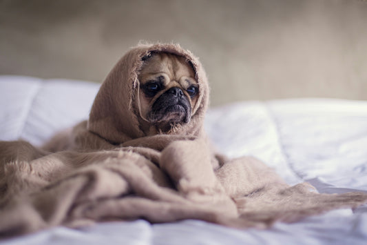 Så hjälper du din hund genom nyårsfirandet