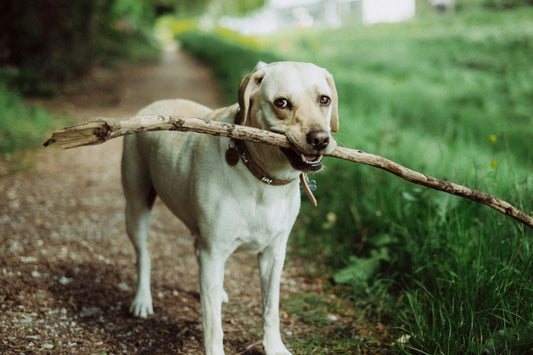 Så gör du promenader roligare för dig och din hund